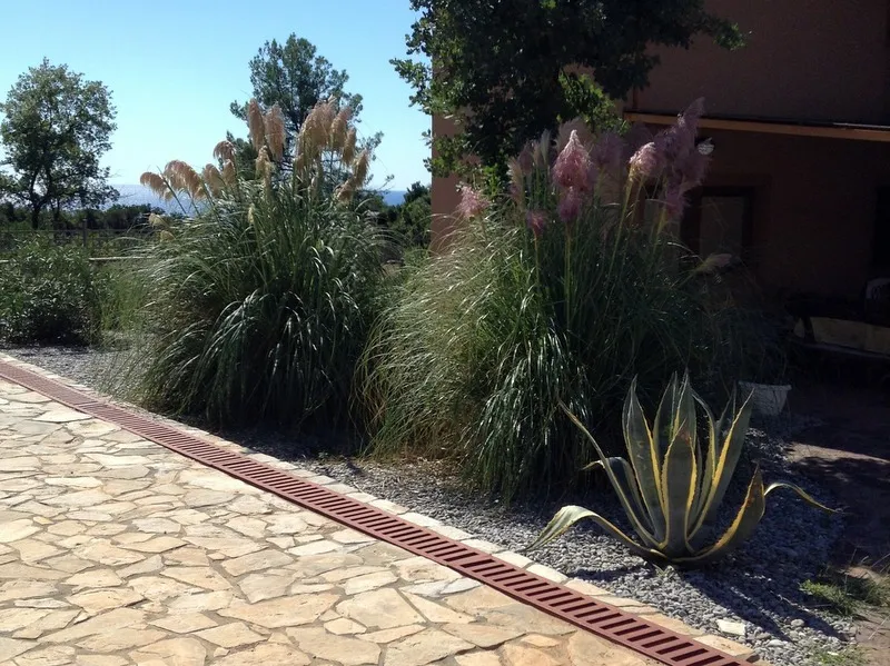 Stone pathway with a red drainage grate, tall ornamental grasses and agave plant next to a building wall.