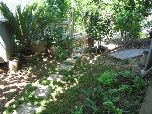 Cozy green garden with a stone path by the house in Bečići, Montenegro, with tropical plants and a terrace.