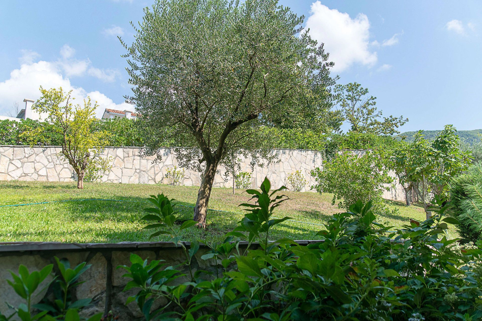 Well-kept garden with an olive tree and a stone fence by a townhouse in Lastva, Montenegro.