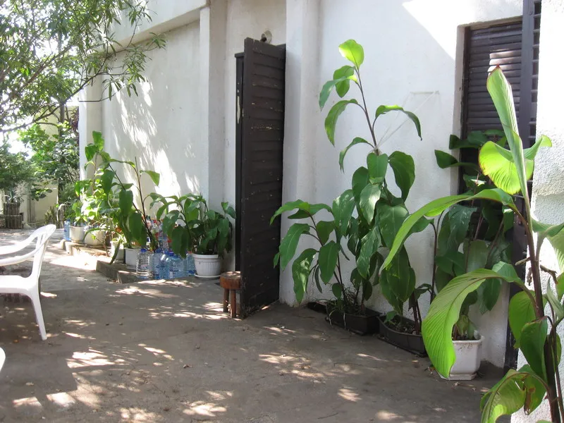 Exterior of a white building with dark wooden doors and many green potted plants arranged on the ground along the wall.