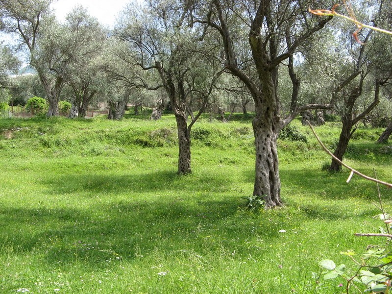 Land plot with an olive grove and green grass in Bar, Montenegro, view of the development site.