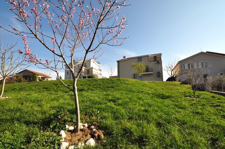 Green plot with a flowering tree by a villa in Herceg Novi, Montenegro: view of a private house and the surrounding grounds.