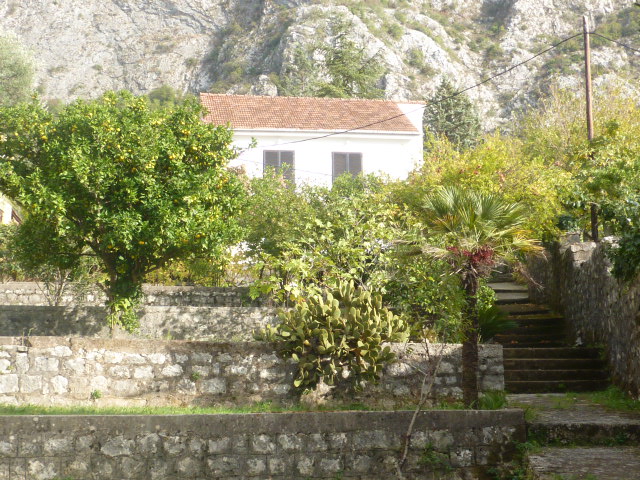 White house with a tiled roof in a garden with palm trees and lemon trees, Kumbor, Montenegro.