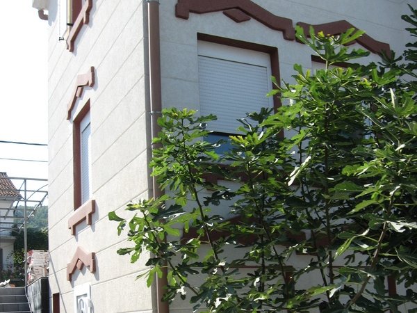 House facade in Tivat, Montenegro: light finish, decorative elements, and a green fig tree by the window.