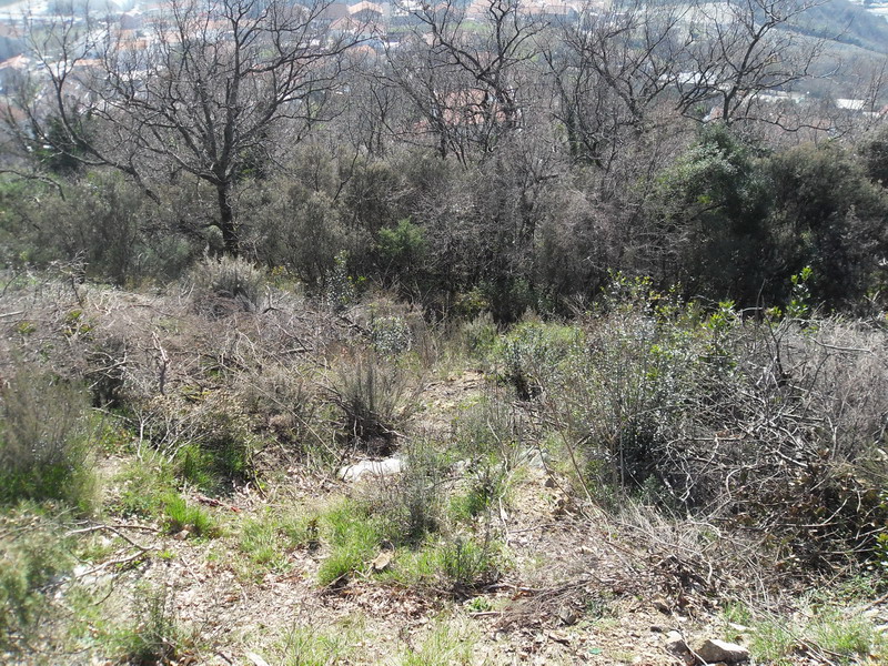 Land plot in Herceg Novi, Montenegro: panoramic view of a hillside with trees and urban buildings in the distance.