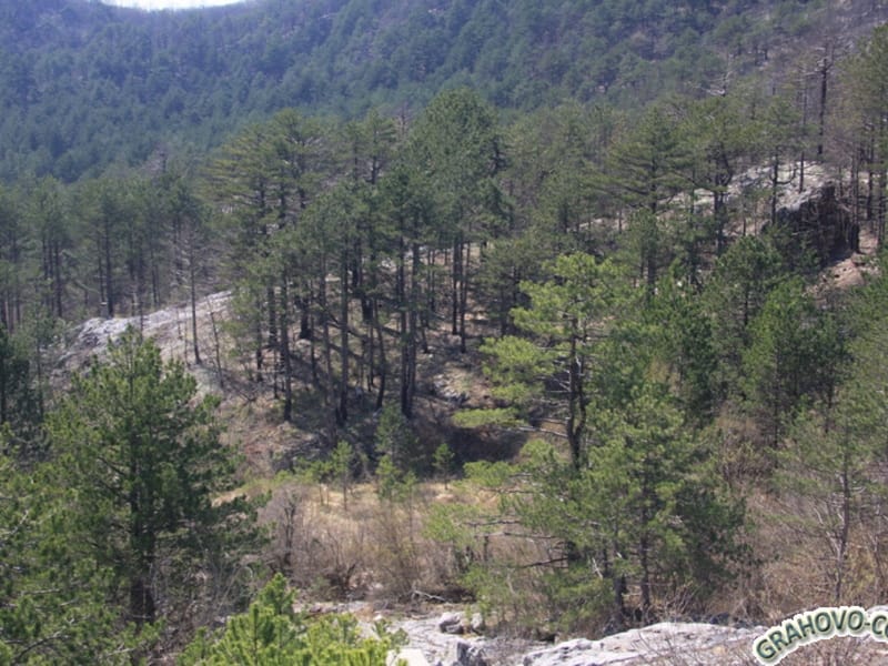 Picturesque plot of land in a mountain forest, Nikšić, Montenegro: views of a conifer-covered slope and rocky landscape.
