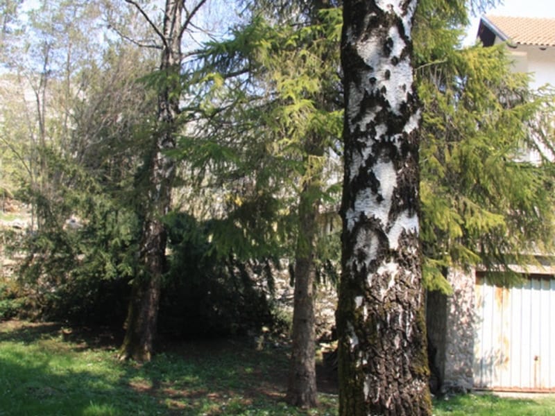 Green plot with birches and coniferous trees on the grounds of a private house in Nikšić, Montenegro.