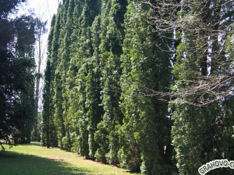 A green plot with tall coniferous trees on the property in Nikšić, Montenegro.