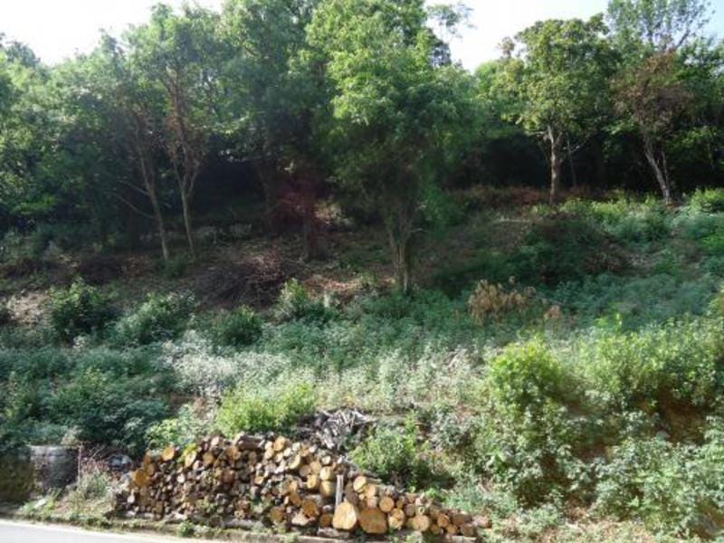 Land plot in Kostanica, Montenegro: a wooded hillside area with a stack of firewood by the road.