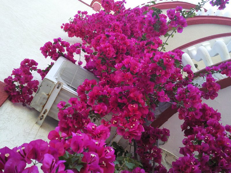 Blooming bougainvillea on the facade of a hotel in Bar, Montenegro, with a view of the balcony and an air conditioner on the outside of the building.