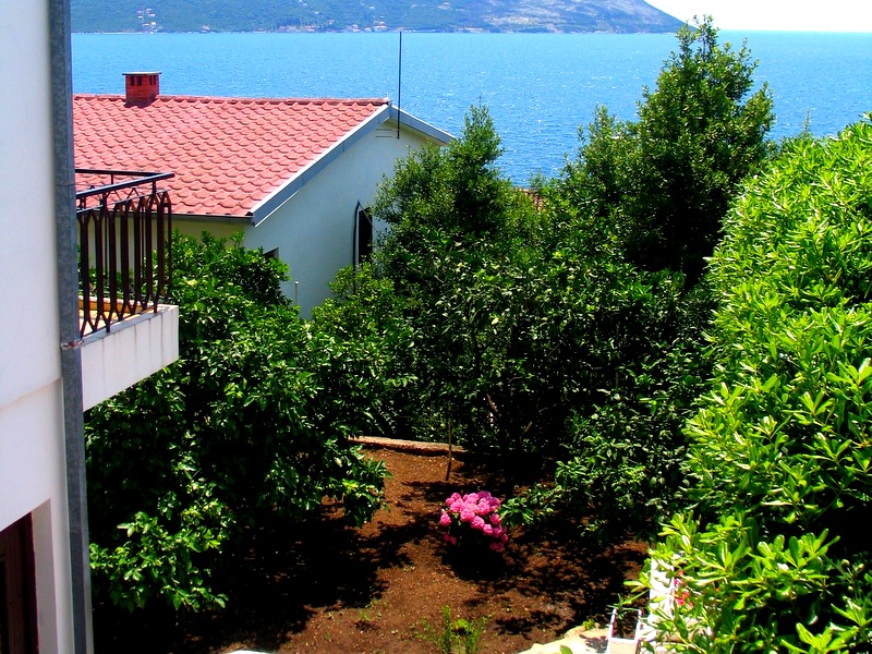 View from the balcony of a house in Herceg Novi, Montenegro: a green garden, flowering shrubs, and a panoramic view of the Adriatic Sea.