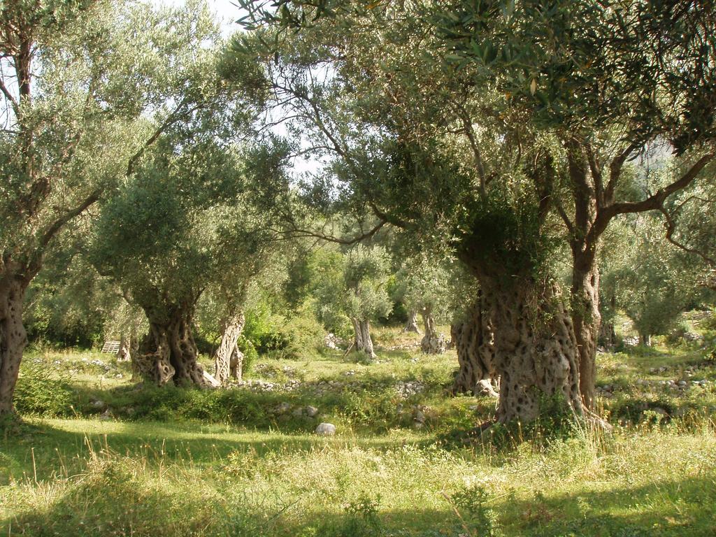 An old olive grove on the property of a house in Šušanj, Bar Riviera, Montenegro, with century-old trees and grass.