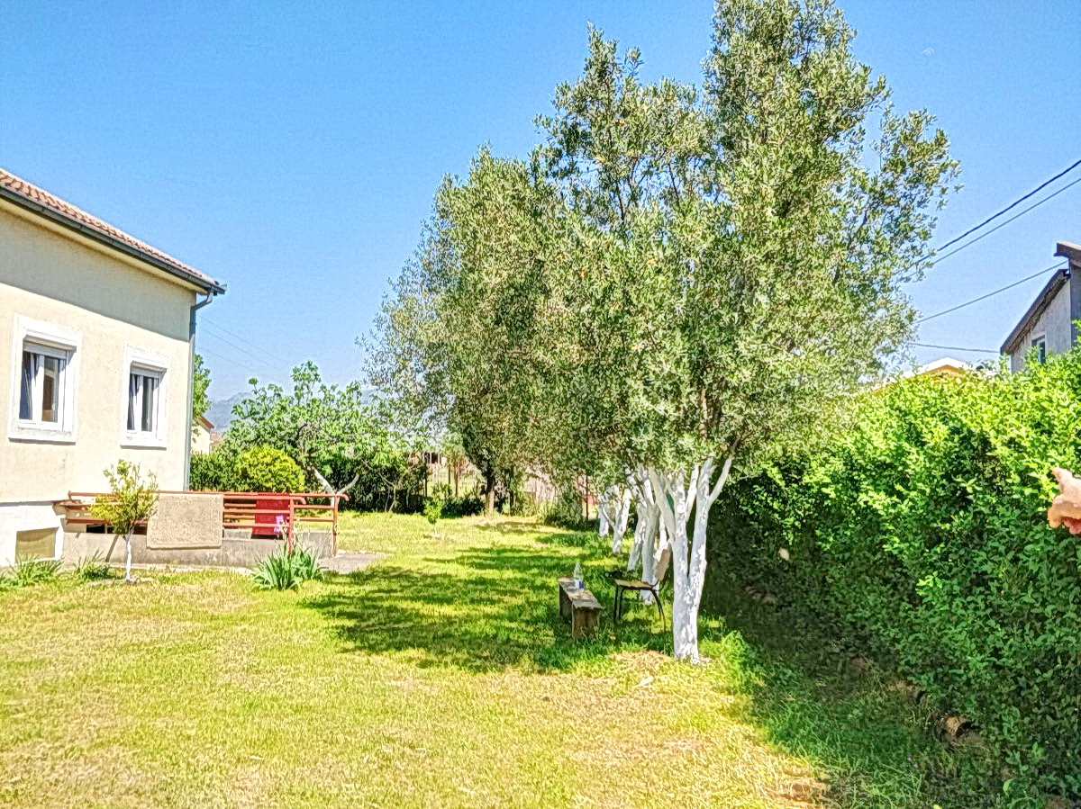 Green garden with olive trees and a private house in Podgorica, Montenegro: view of the yard and plot.