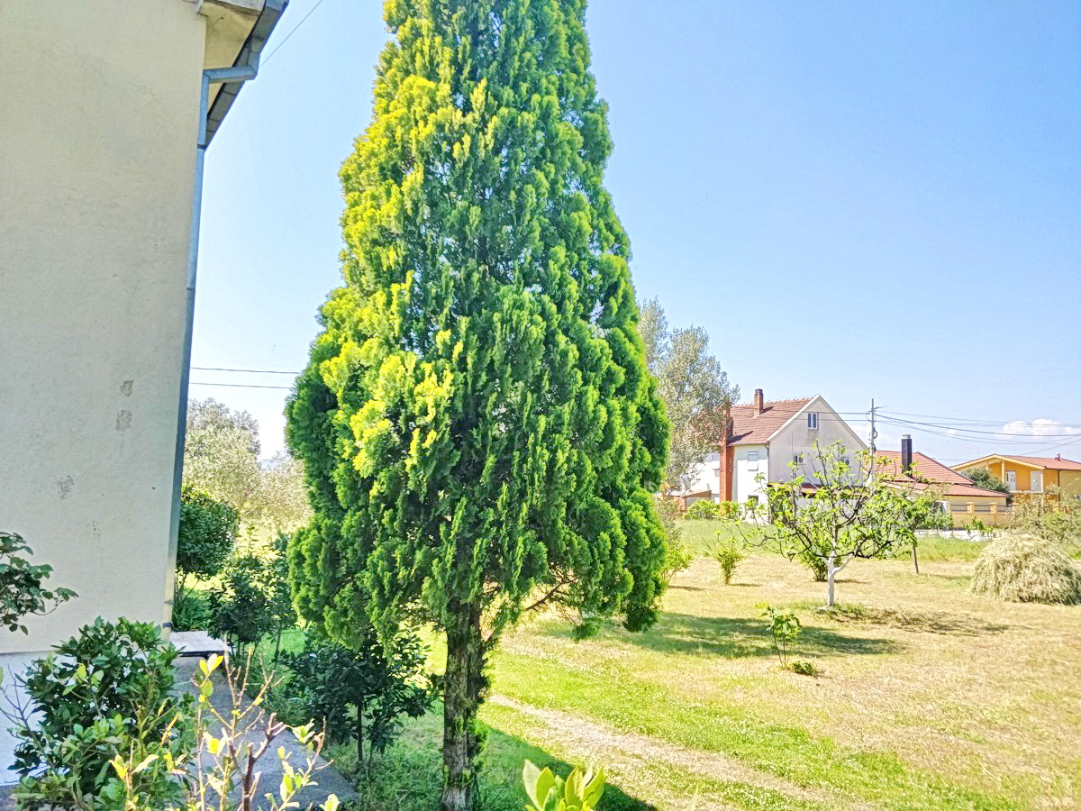 Green garden with a cypress tree and a view of a private house in Podgorica, Montenegro, yard area with a lawn.