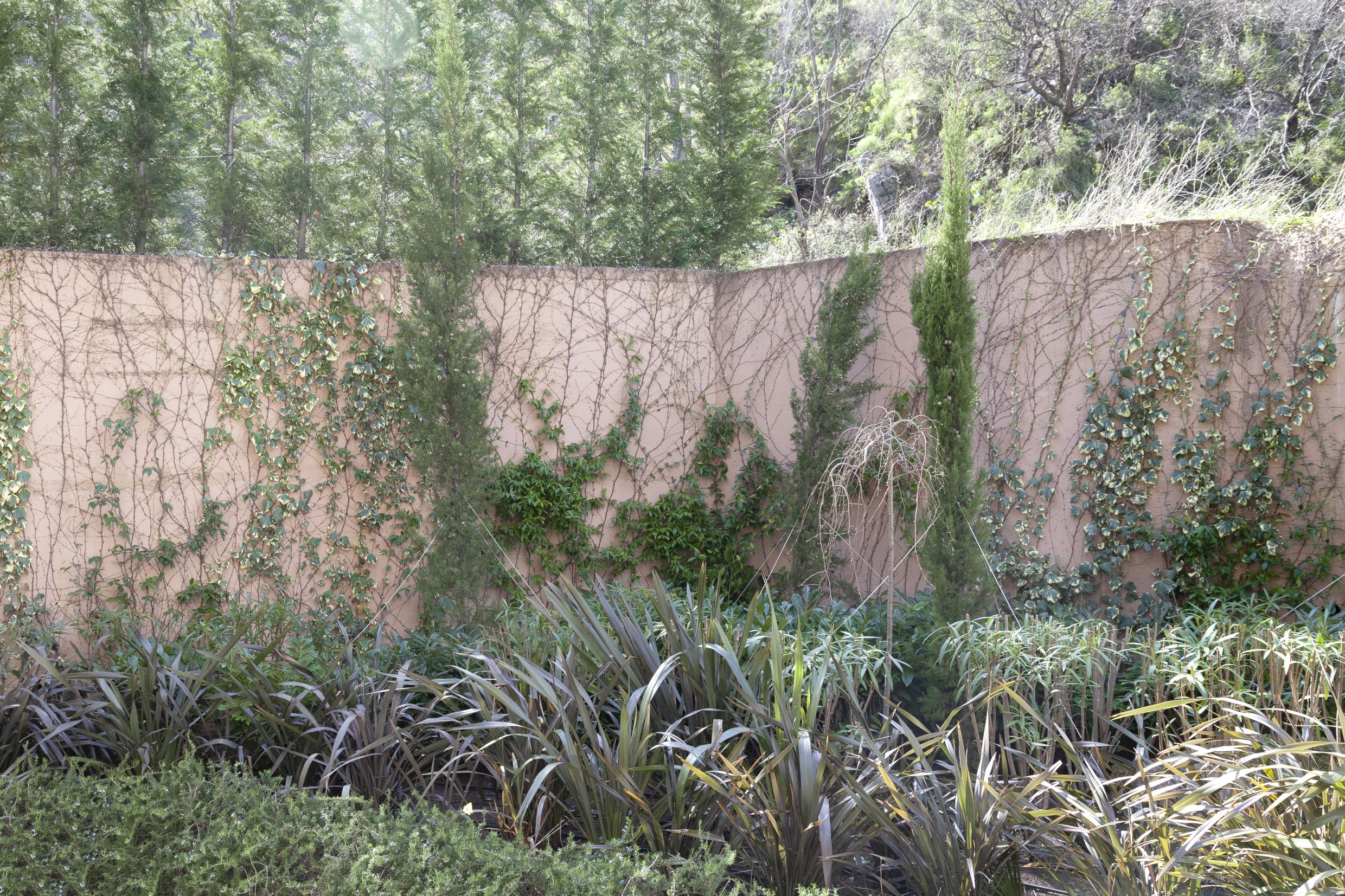 Cozy landscaped courtyard with a hedge and cypress trees by a house in Kotor, Montenegro.