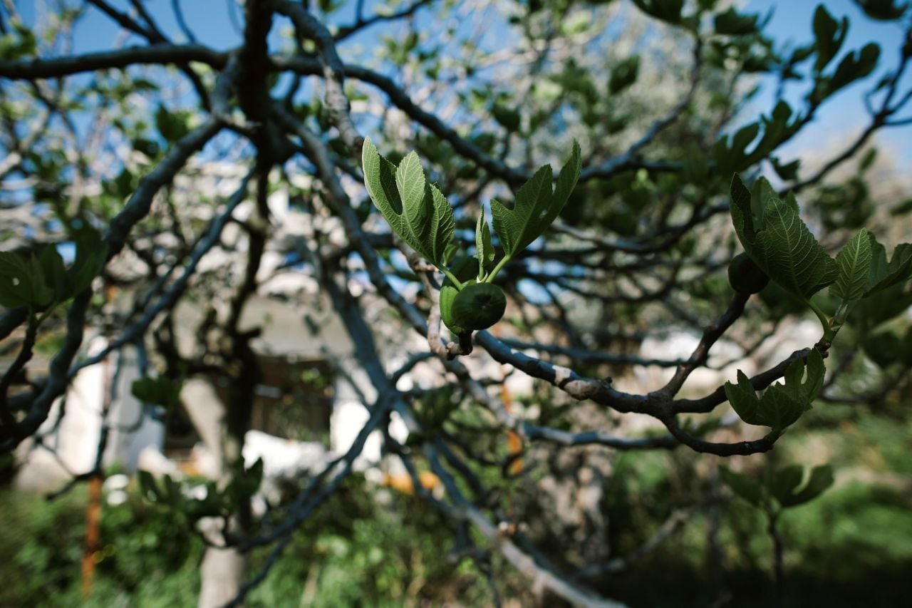 Green figs on the branches of a tree on the property in Shushan, Bar, Montenegro, view of the real estate grounds.