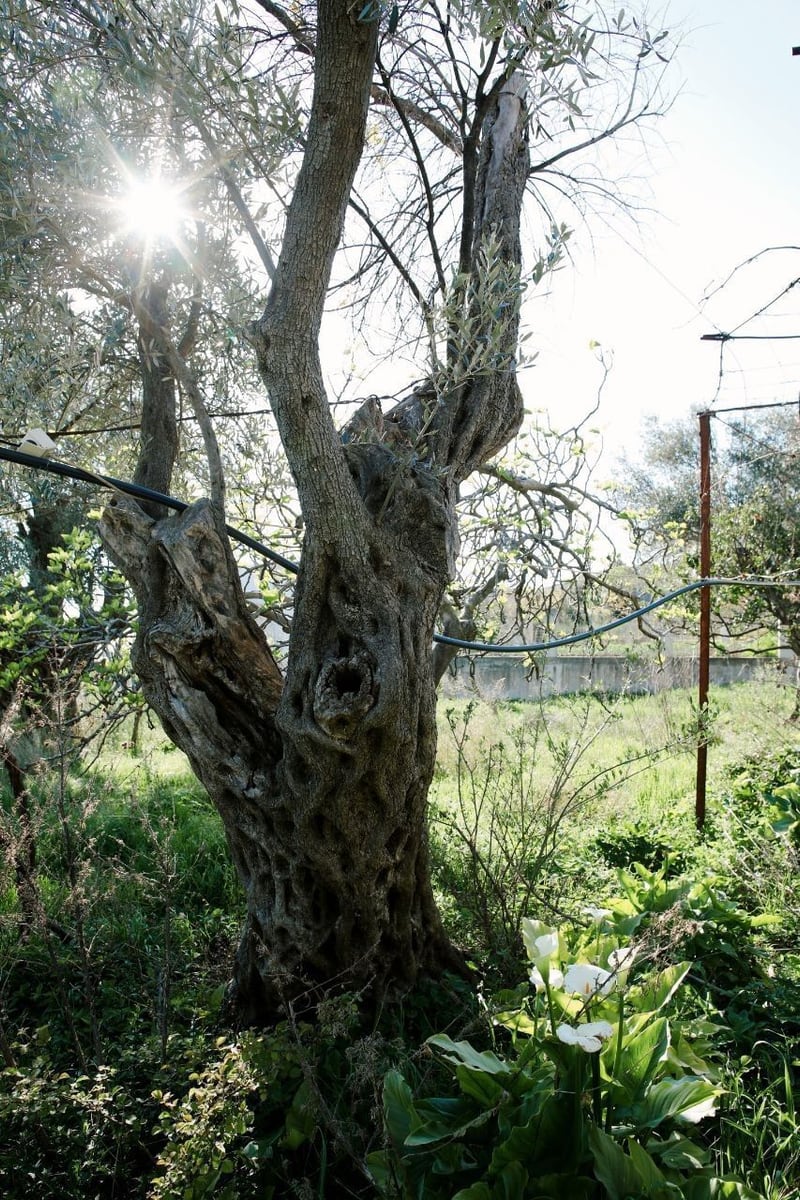 Old olive tree on a plot in Shushan, Bar, Montenegro, with a view of the garden and sunlight.