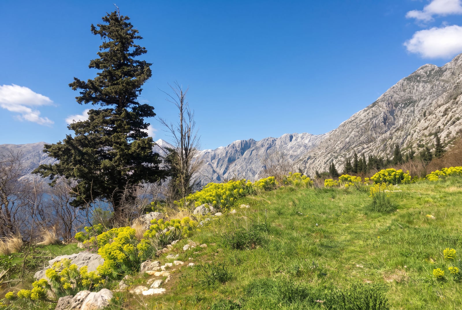 Mountain landscape with green grass, yellow flowers, a pine tree, and rocky peaks under a blue sky.