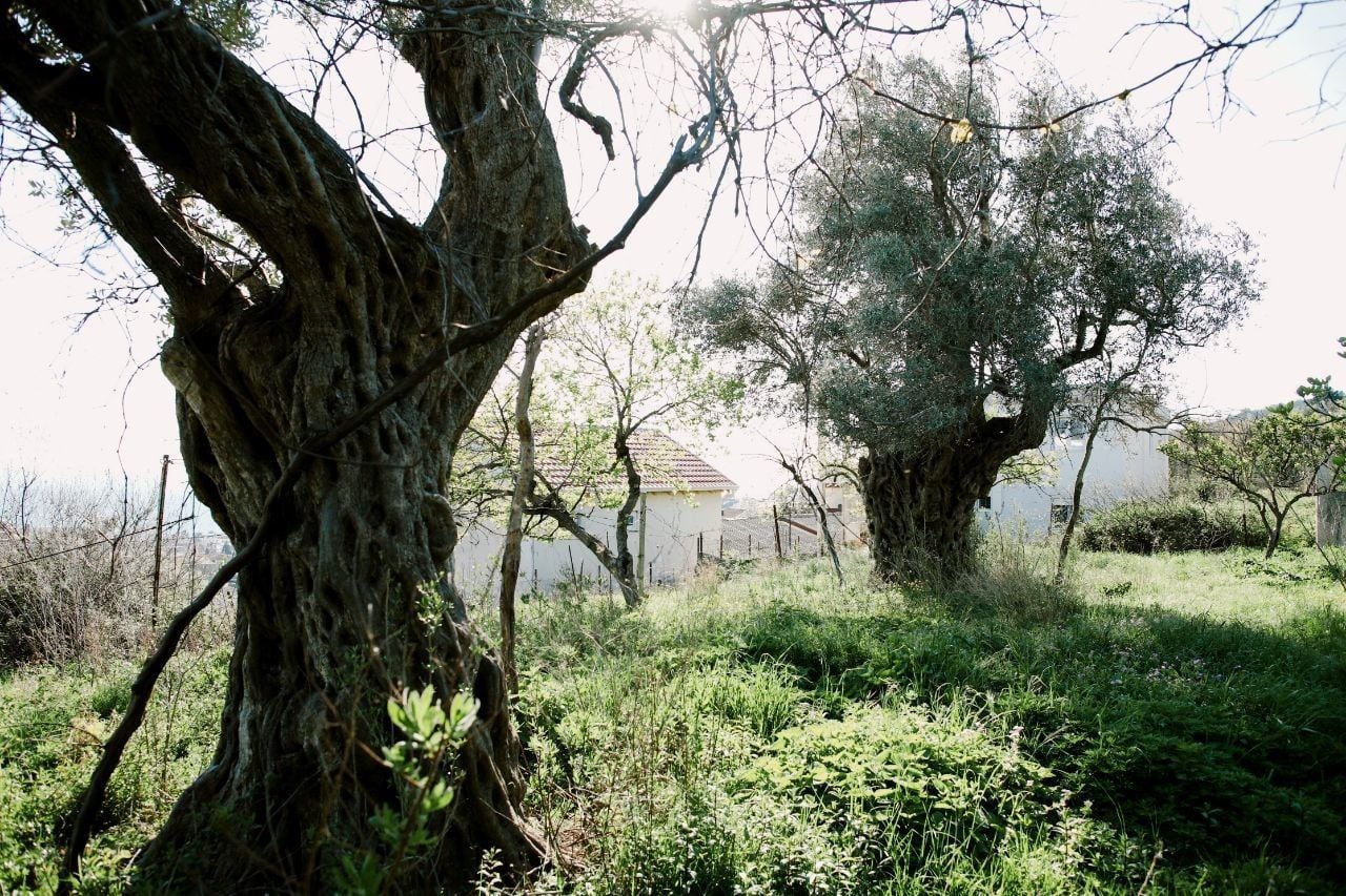 Land plot with olive trees in Shushan, Bar, Montenegro, view of the grounds and residential house.
