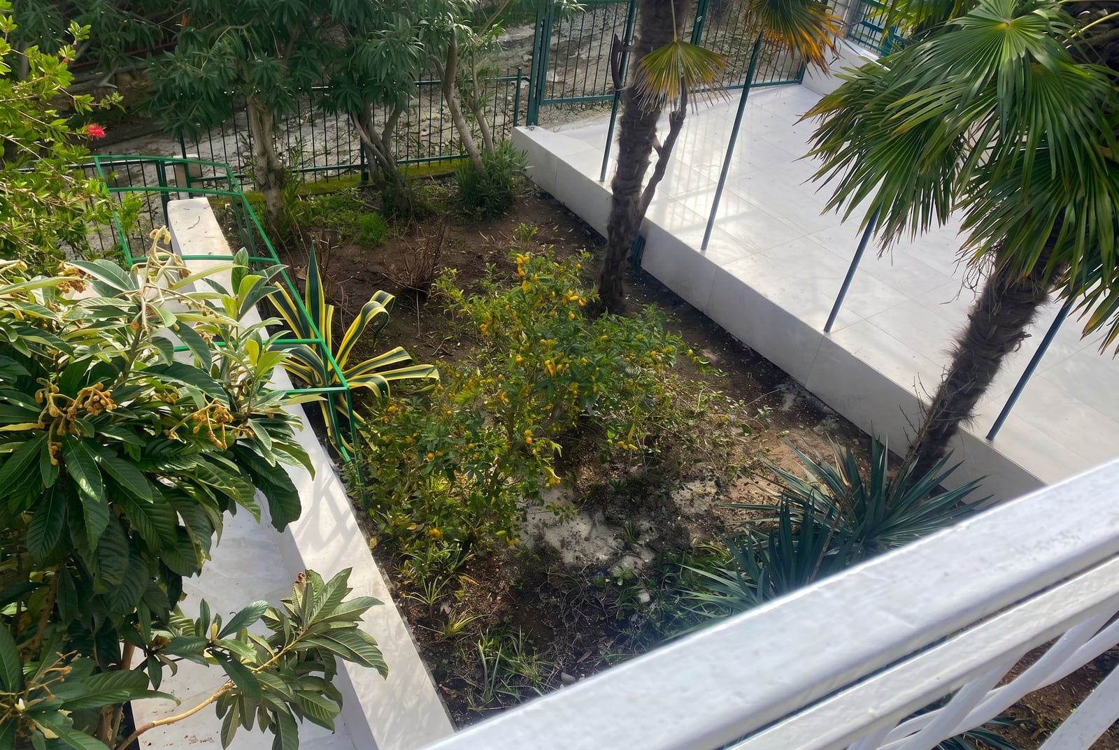 Green garden with palm and citrus trees by a house in Krašići, Montenegro, view of the grounds from the terrace.