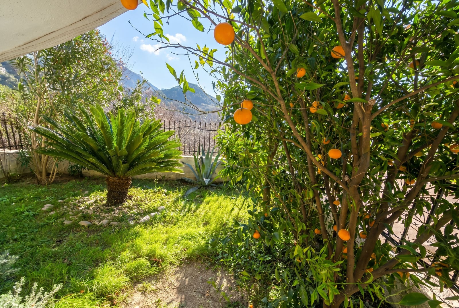 Green garden with an orange tree and a palm tree by a house in Buljarica, Montenegro, mountain view from the property terrace.