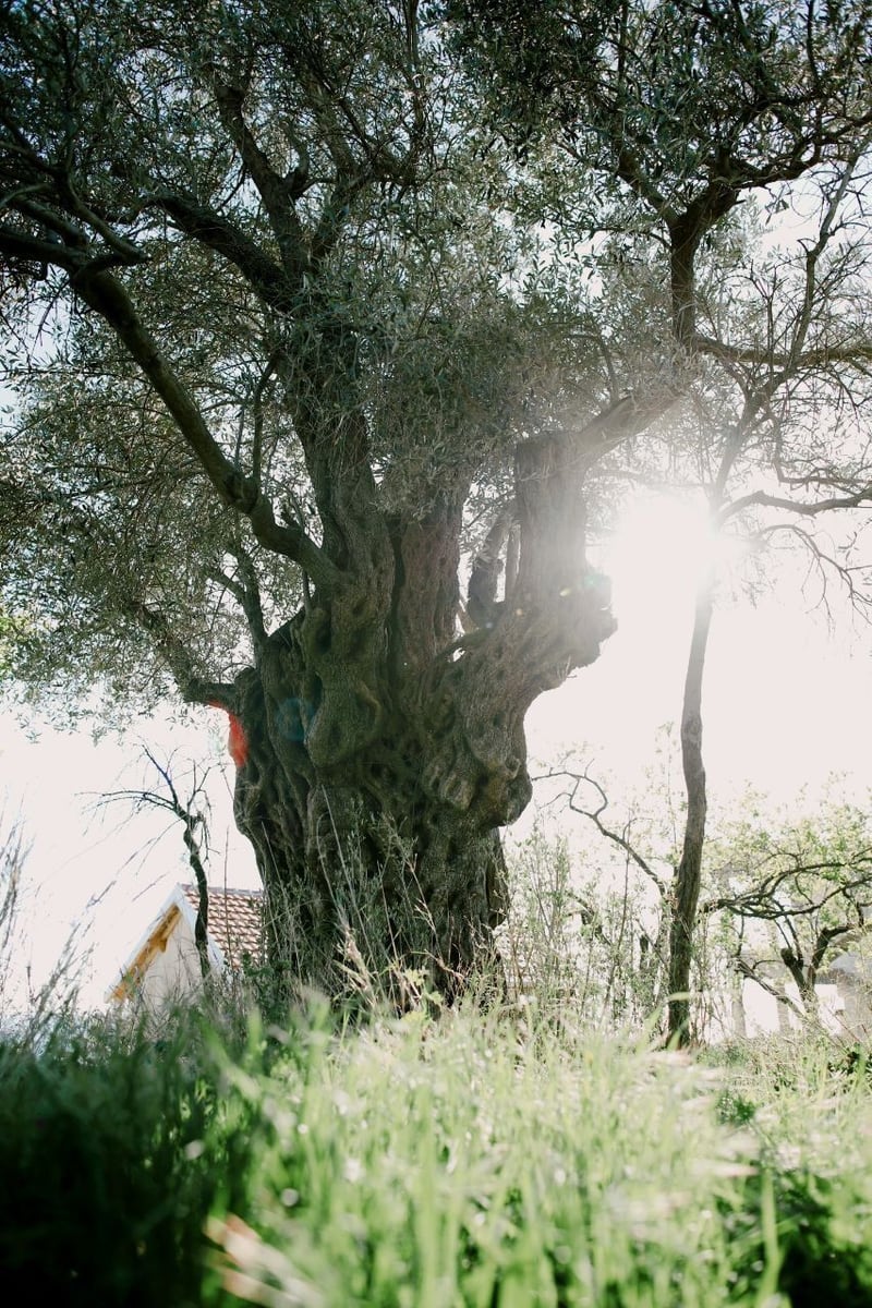 An old olive tree on a building plot in Shushan, Bar, Montenegro, with a view of the Mediterranean landscape.