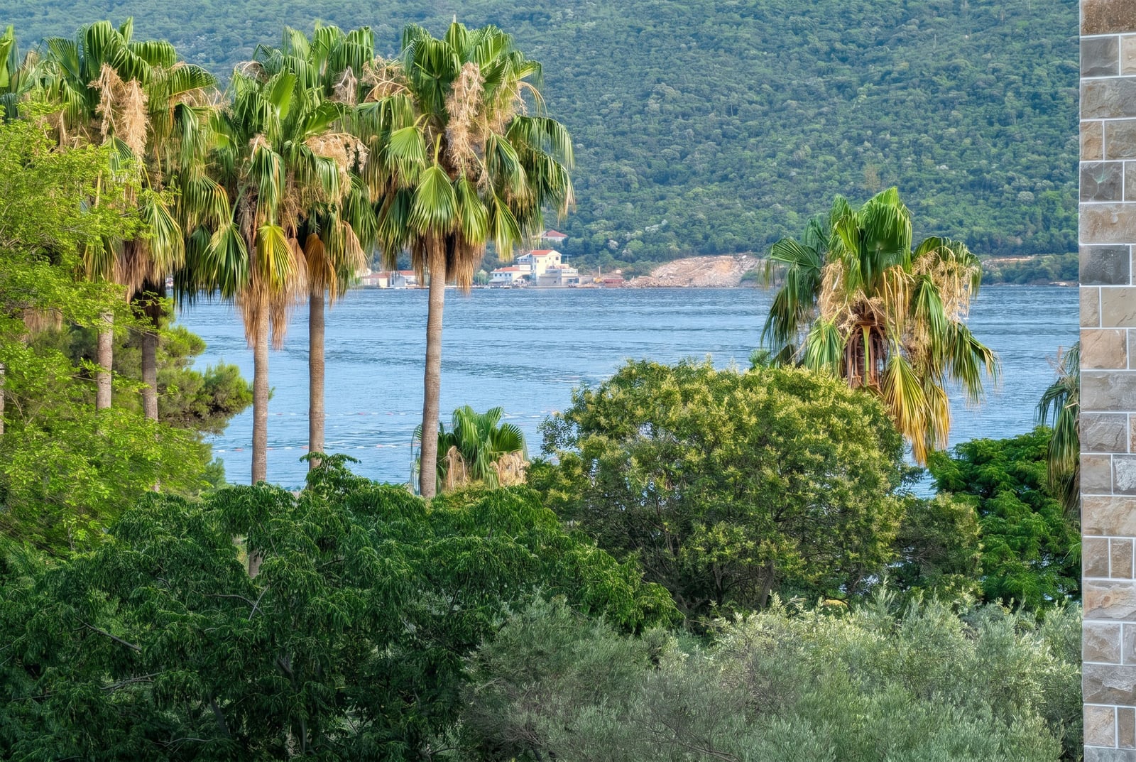Sea and palm tree view from an apartment in Kumbor, Montenegro: a picturesque landscape with mountains and Mediterranean greenery.